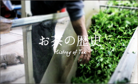 お茶の歴史 Histroy of Tea